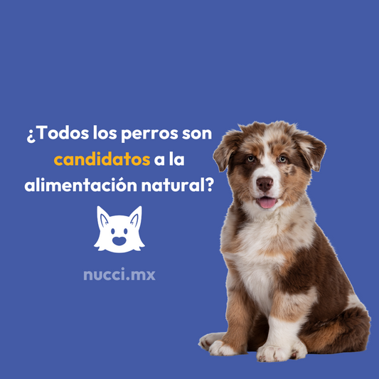 ¿Todos los perros son candidatos a la alimentación natural?