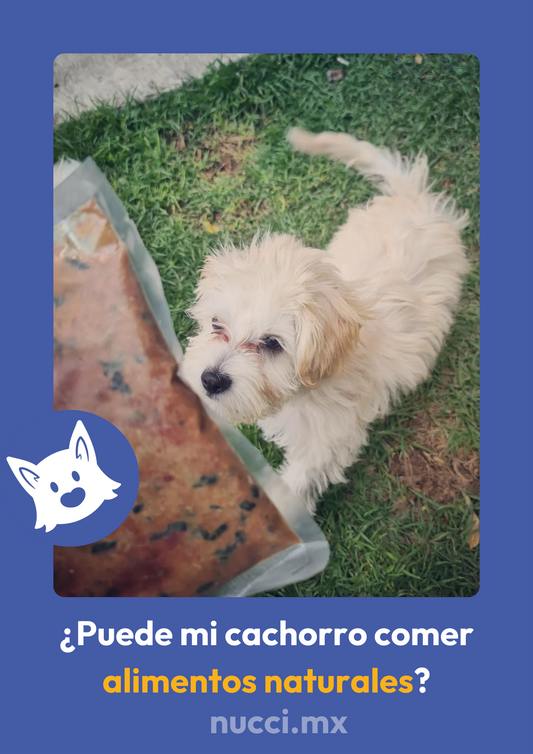 ¿Puede mi cachorro comer alimentos naturales?