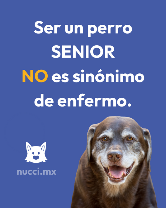 Nutrición en Perros Senior